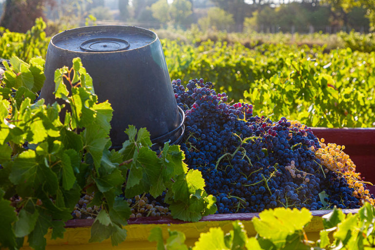 Vignoble Château d'Aqueria