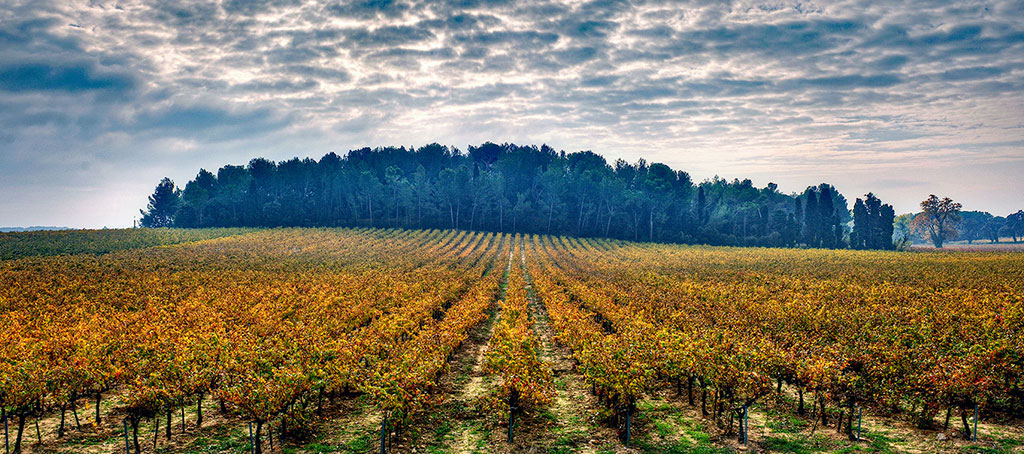 Vignoble Château d'Aqueria